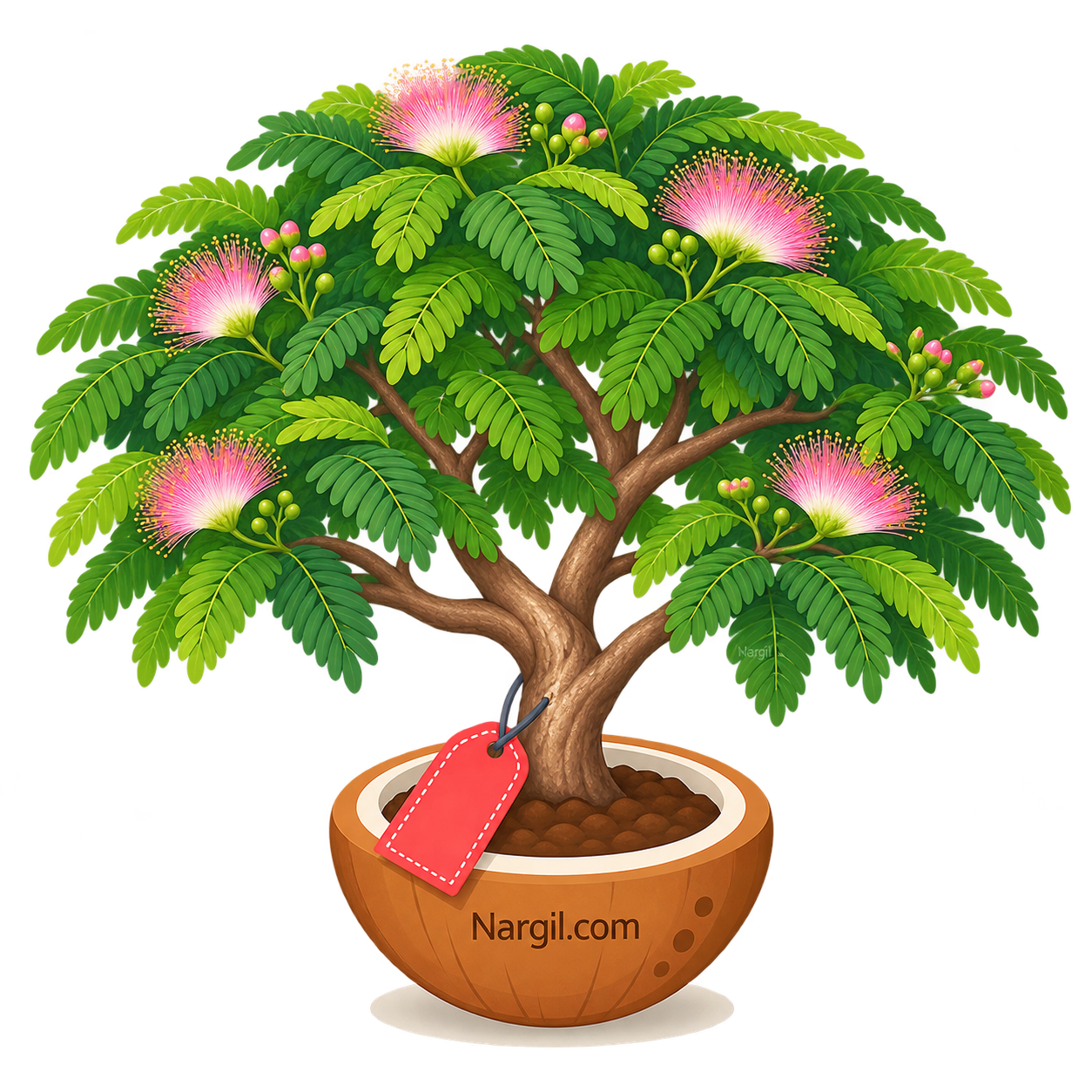 Nargil_Samanea saman